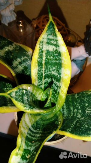 Сансевьера 3 вида