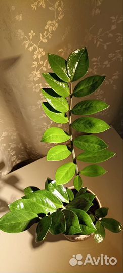 Замиокулькас