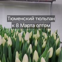 Тюменский Тюльпан к 8 марта оптом