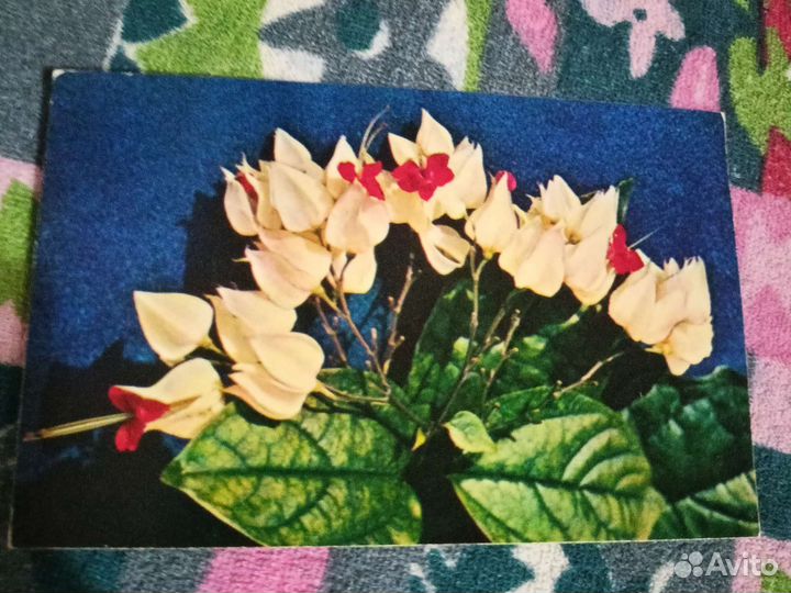 Клеродендрум томпсон