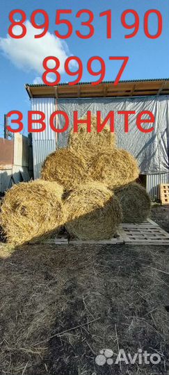 Солома ячмённая