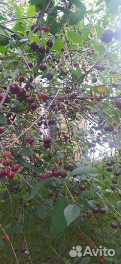 Вишня родительская