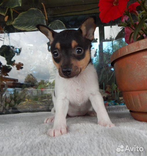 Щенок той-фокстерьера