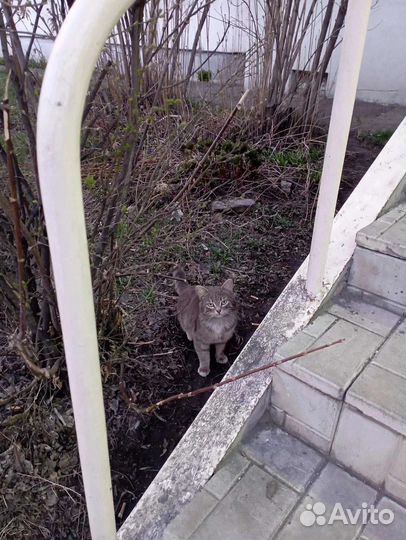 Котик в добрые руки