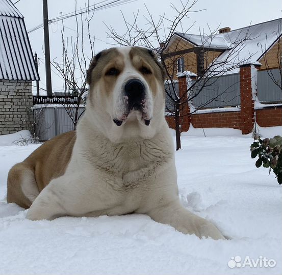 Вязка алабай, сао