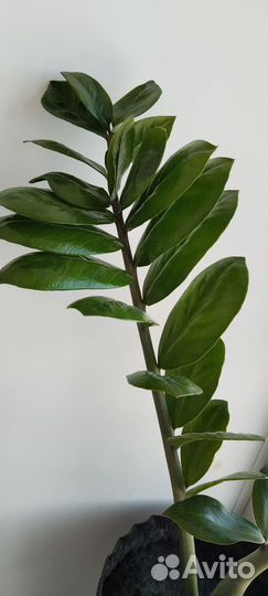 Замиокулькас