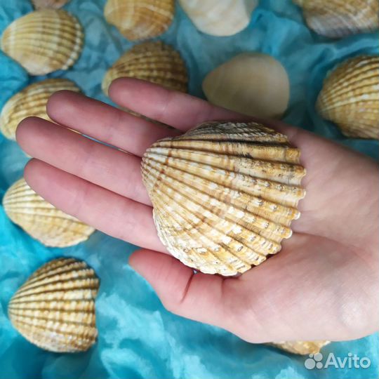 Ракушки 22 шт