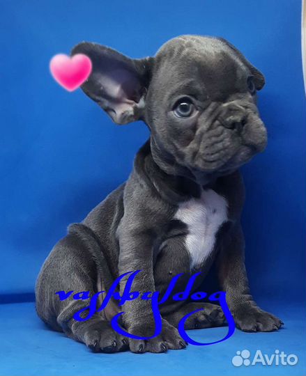 Голубые девочки и мальчик французского бульдога