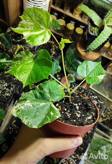 Гибискус липолистный