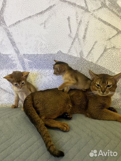 Кот на вязку