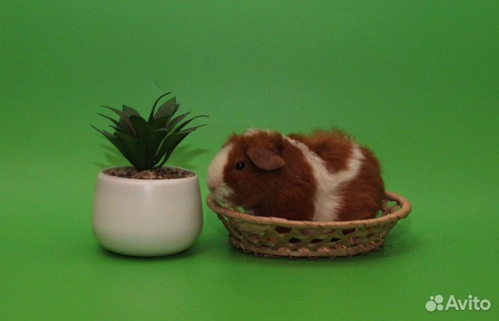 Малыши морской свинки Доставка