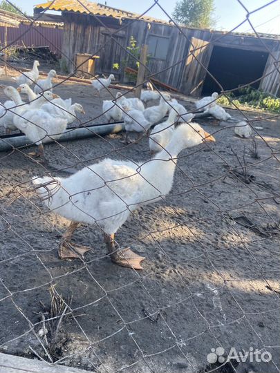 Гуси 3 месяца