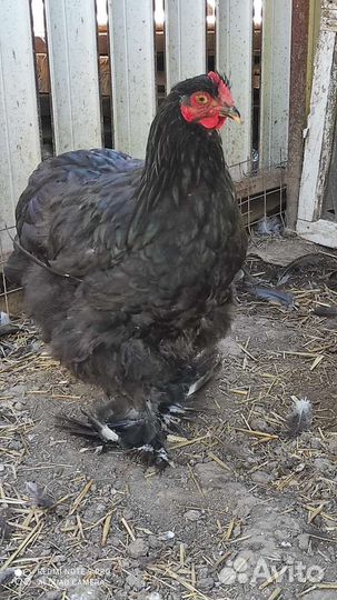 Петух кохинхин