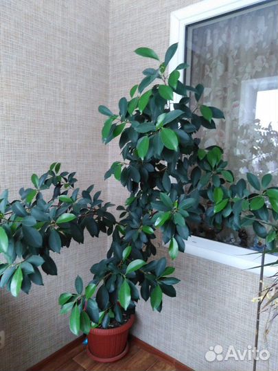 Фикус Бенжамин