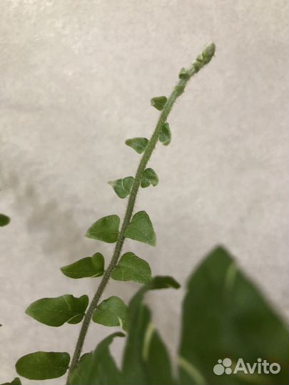 Папоротник вариегатный Фалтата