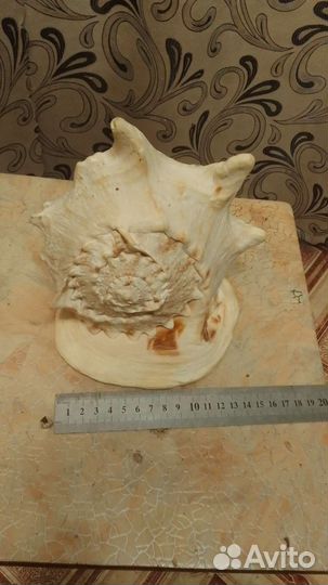 Морская раковина