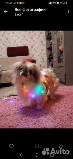 Императорский пекинес