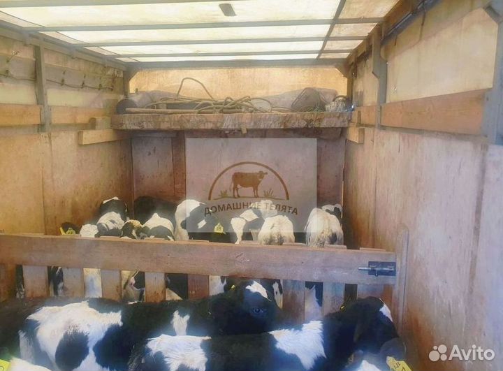 Бычки мясного направления