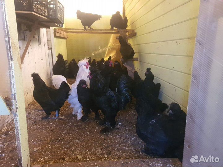 Сибирская Мохноножка русская порода кур