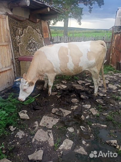 Корова дойная торг. Телята