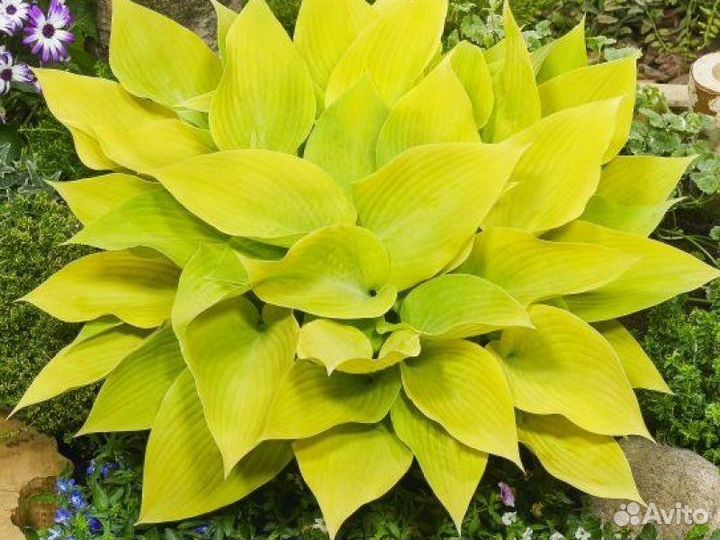 Хоста Санни халцион