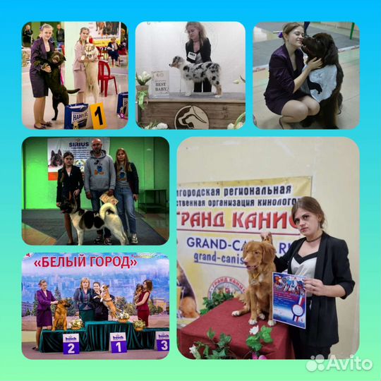 Дрессировка собак/хэндлинг/передержка