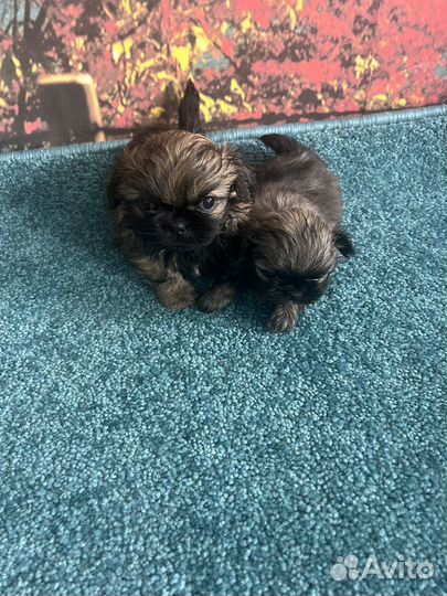 Щенки пекинеса