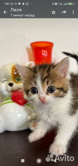 Кошка