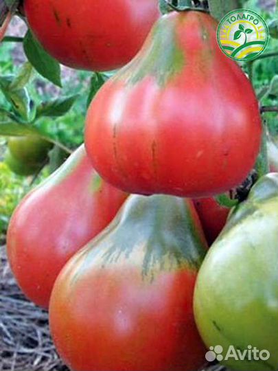 Рассада:Помидор