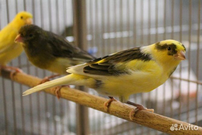 Кенар поющий