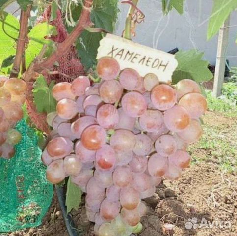 кишмиш катавба. виноград хамелеон виноград инфо. сорт винограда хамелеон. наталья пузенко саженцы. сорт винограда хамелеон.