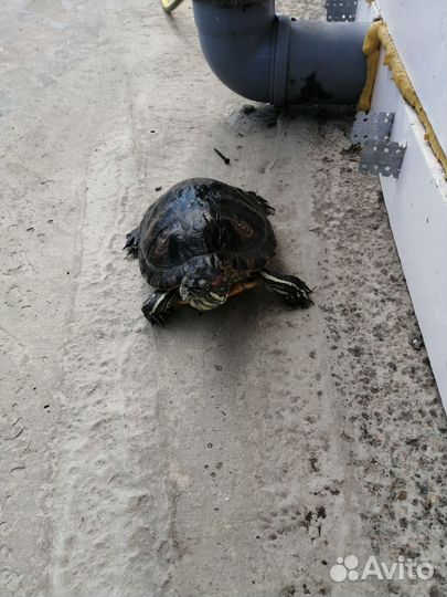 Красноухая черепаха с аквариумом