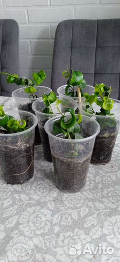 Фикус барокко