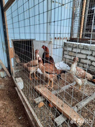 Цыплята байцовий