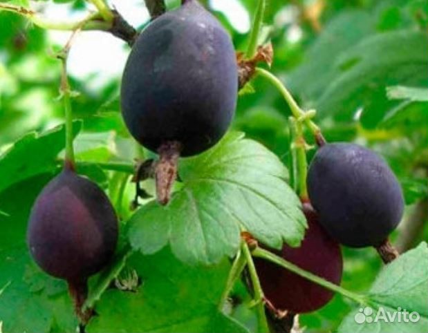 Крыжовник Черный Негус