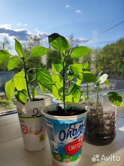 Рассада перцев