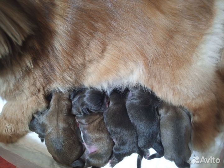 Бронь пекинес