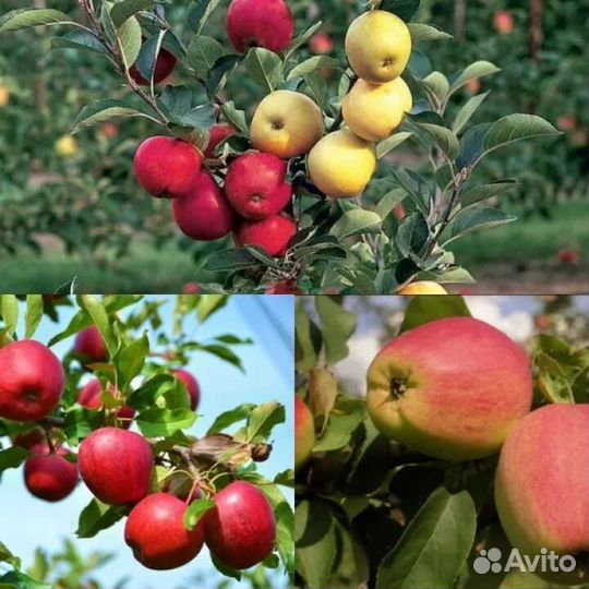 Крупномеры яблони