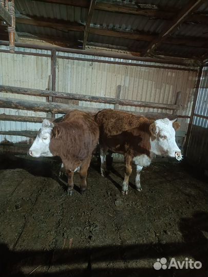 Корова на мясо халял