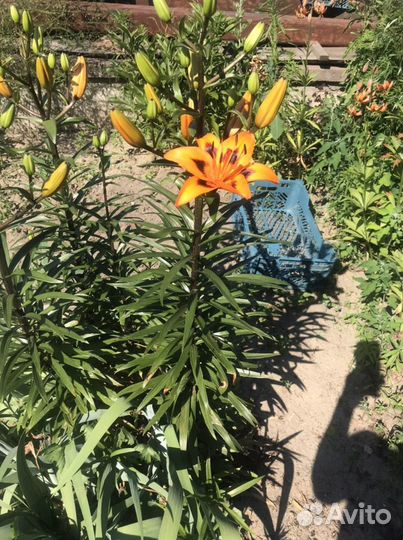 Лилии луковицы