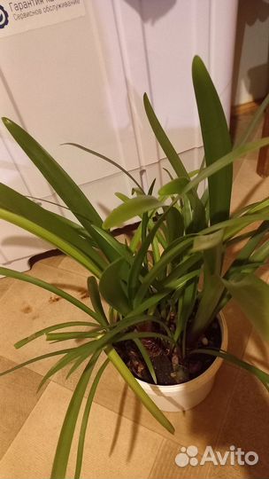 Гиппеаструм