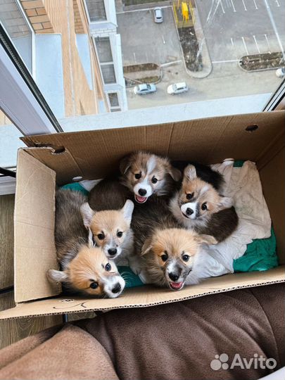 Продам щенят корги