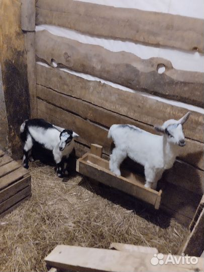 Козлики ламанча и альпийские