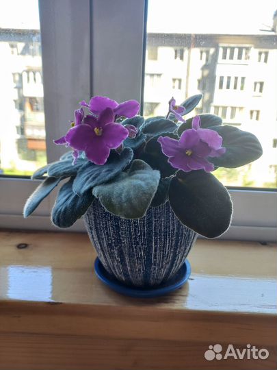 Фиалки в кашпо