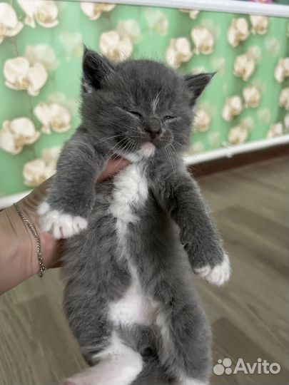 Британские котята