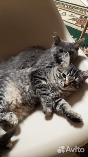 Курильский бобтейл