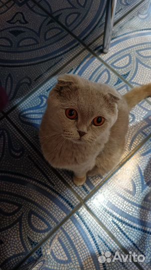 Шотландские вислоухие котята и прямоухие