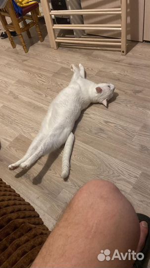 Ищу дом