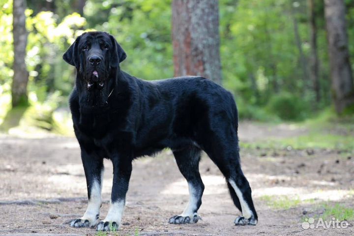 Испанский мастиф щенки