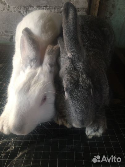 Кролики пять месяцев